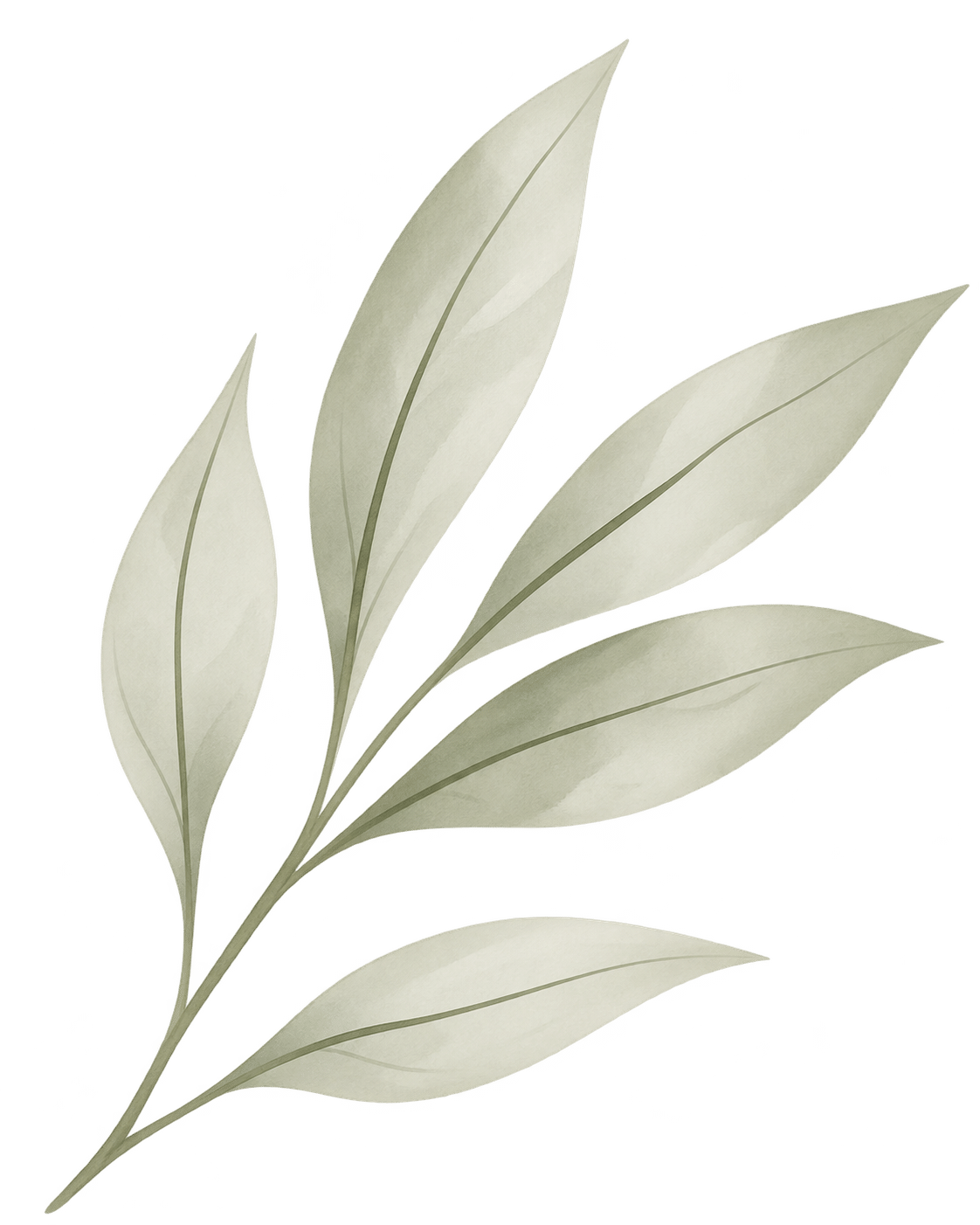 Delicate Sage Watercolor Branch Delicate Sage Watercolor Branch